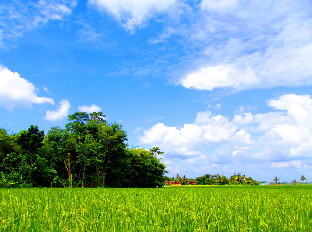 Detail Rumah Dekat Sawah Nomer 41