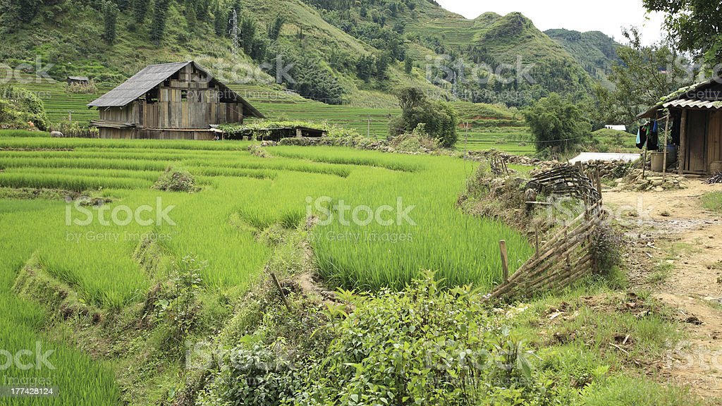 Detail Rumah Dekat Sawah Nomer 53