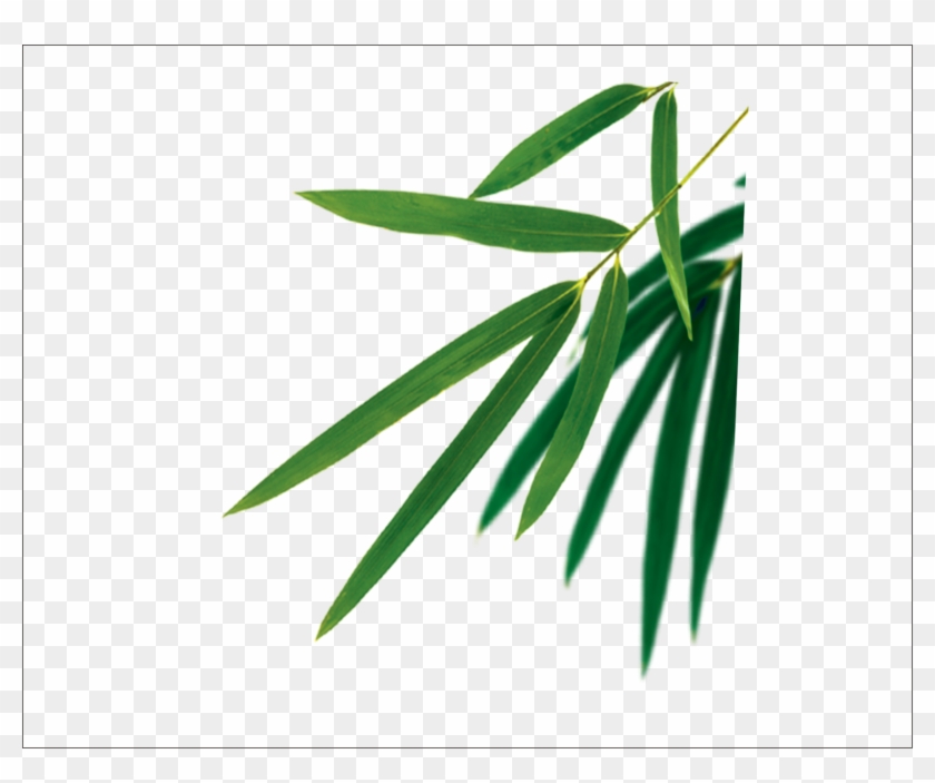 Detail Vector Bambu Png Nomer 45