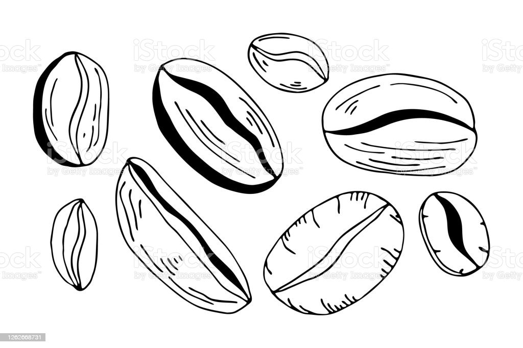 Detail Vector Biji Kopi Nomer 9