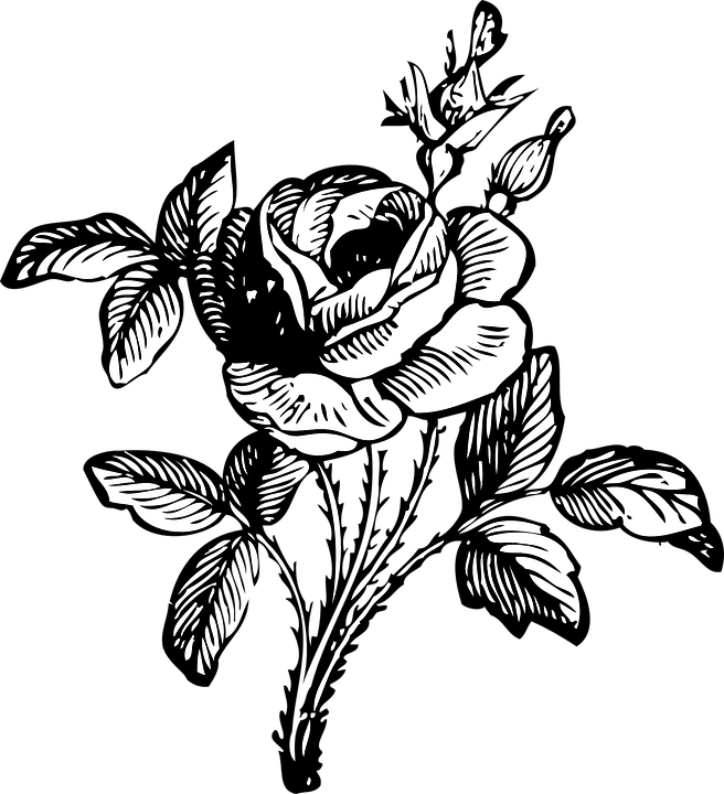 Detail Vector Bunga Hitam Putih Nomer 27