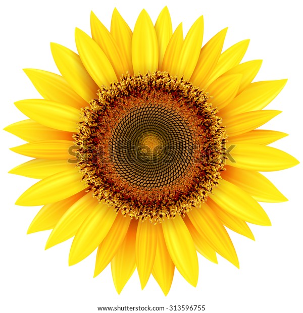 Detail Vector Bunga Matahari Nomer 2