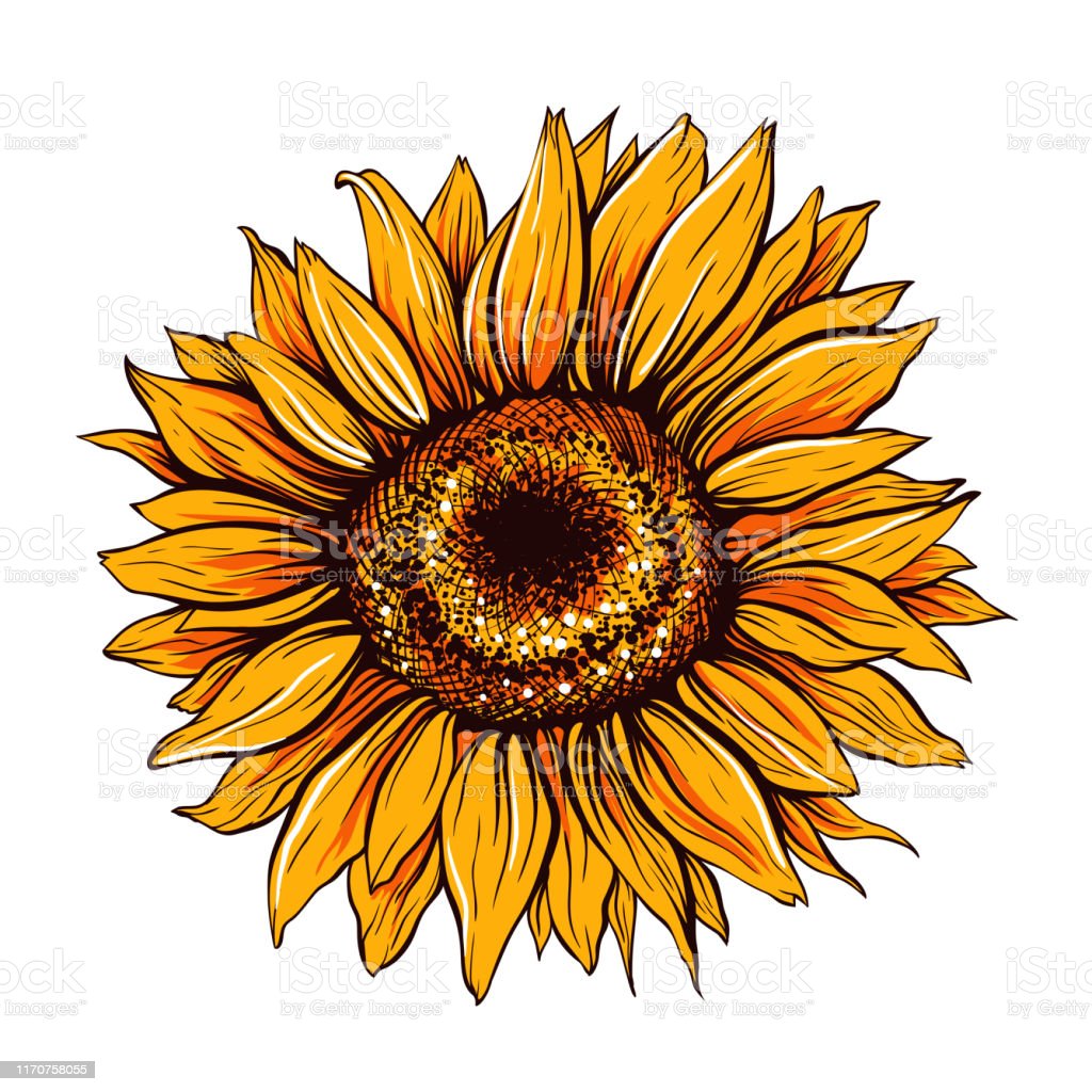 Detail Vector Bunga Matahari Nomer 21