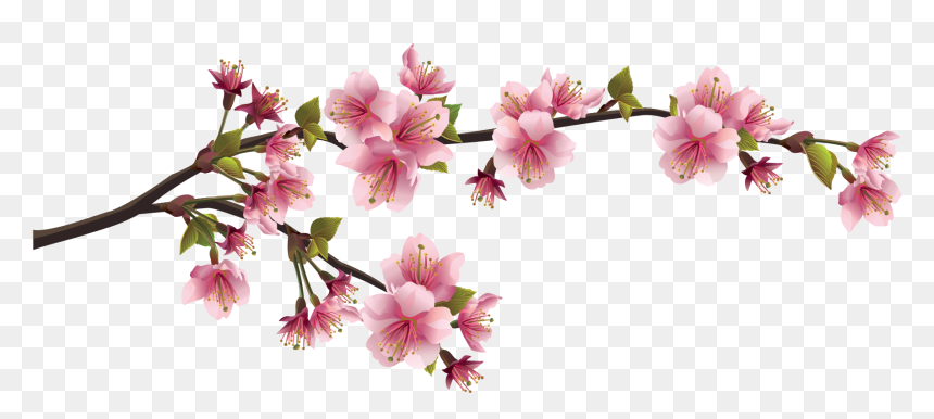 Detail Vector Bunga Sakura Nomer 12