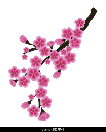 Detail Vector Bunga Sakura Nomer 17