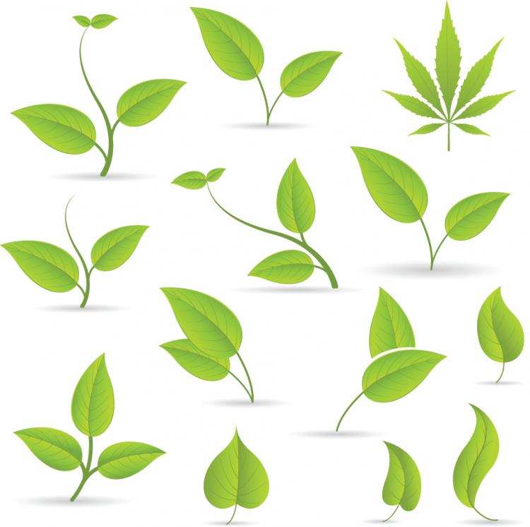 Detail Vector Daun Nomer 13