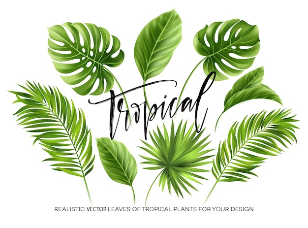 Detail Vector Daun Nomer 35