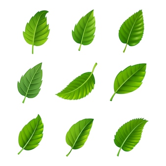 Detail Vector Daun Nomer 10