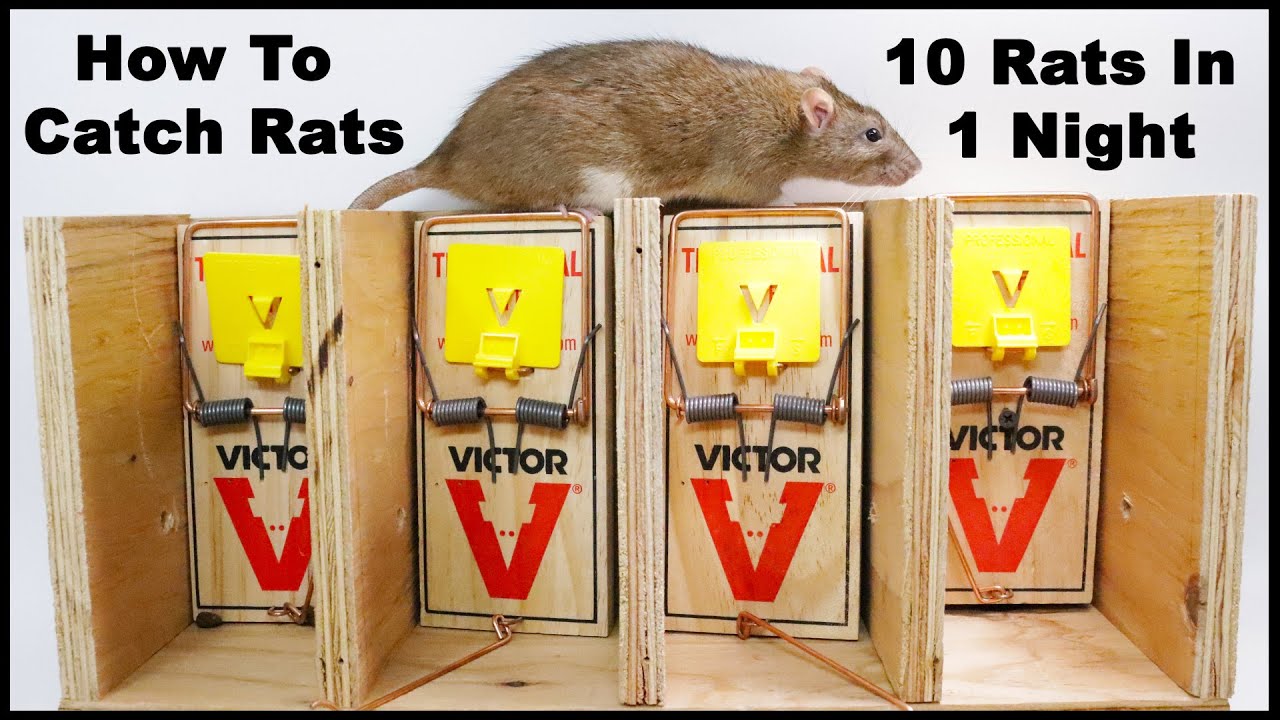 Detail Vector Electric Rat Trap Nomer 24