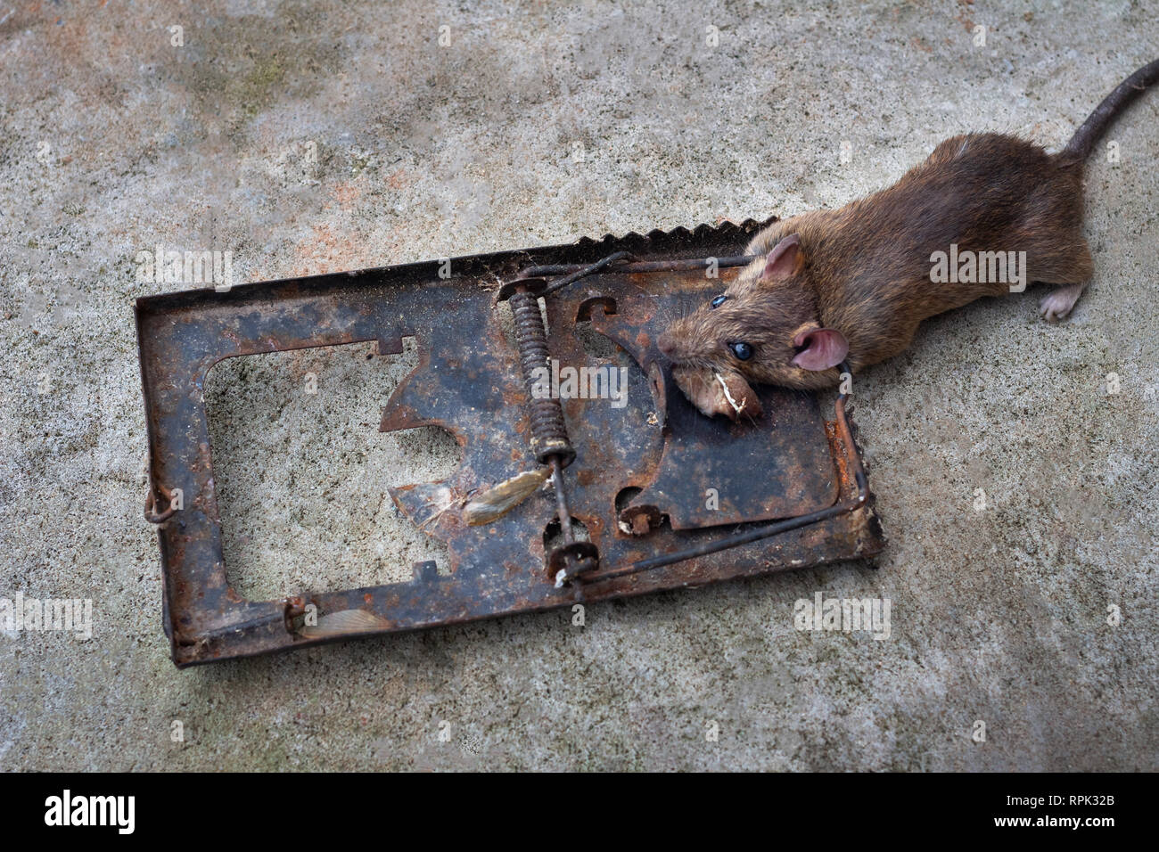 Detail Vector Electric Rat Trap Nomer 28