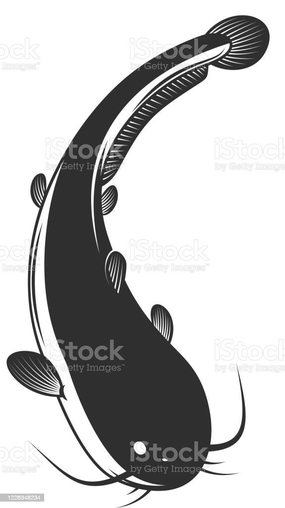 Detail Vector Ikan Lele Nomer 35