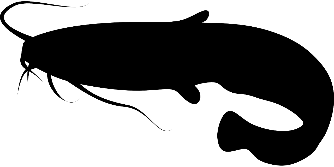 Detail Vector Ikan Lele Nomer 5