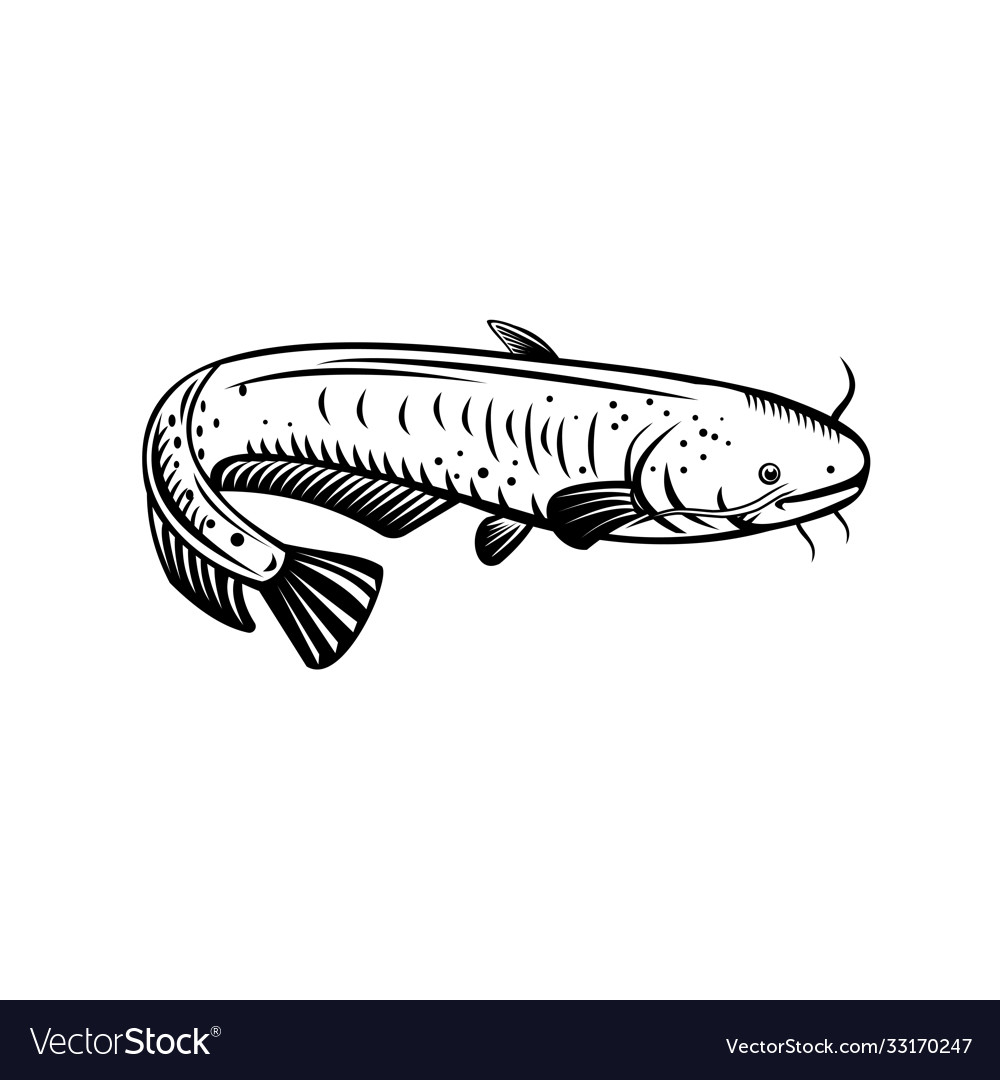 Detail Vector Ikan Lele Nomer 42