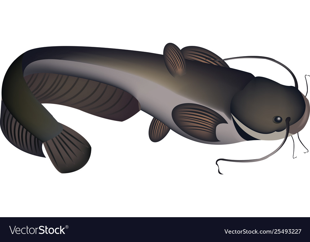Detail Vector Ikan Lele Nomer 49