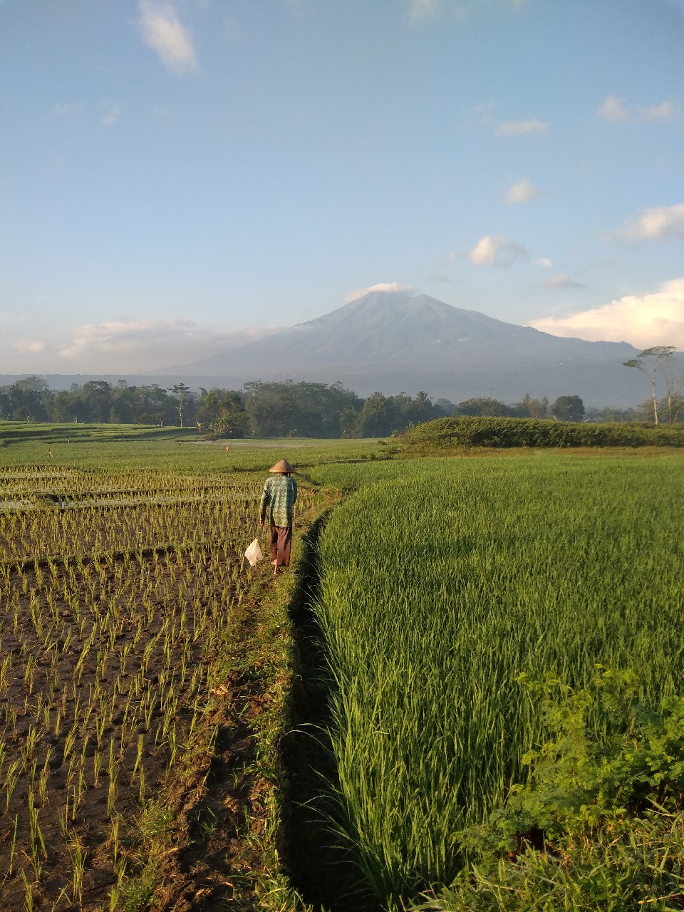 Detail Rumah Di Sawah Nomer 47