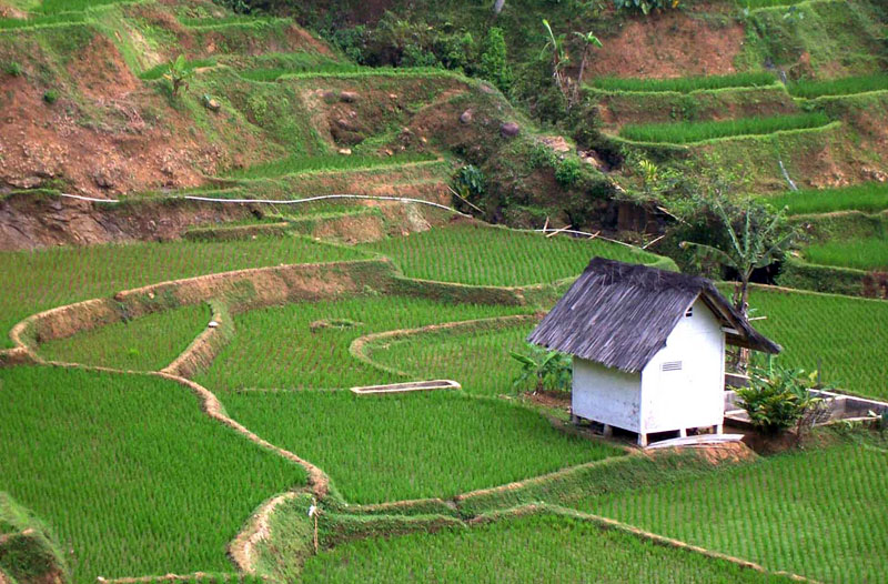 Detail Rumah Di Sawah Nomer 53