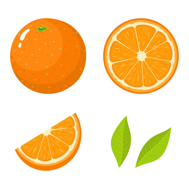 Detail Vector Orange Nomer 15
