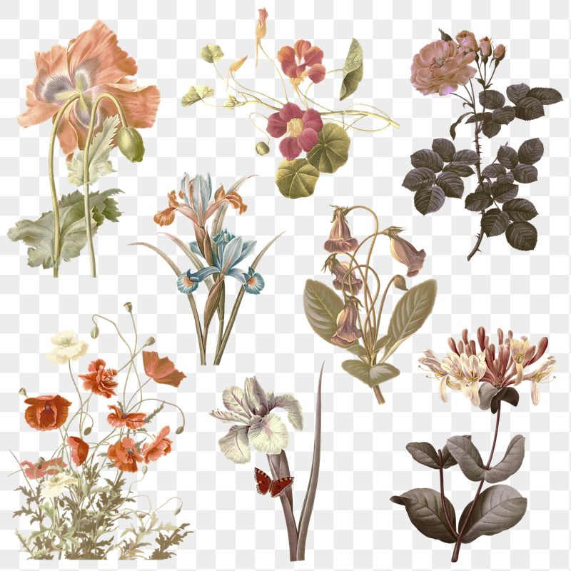 Detail Vector Png Flower Nomer 34