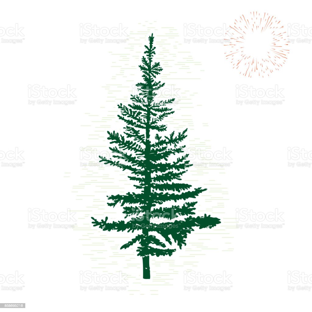 Detail Vector Pohon Cemara Nomer 49