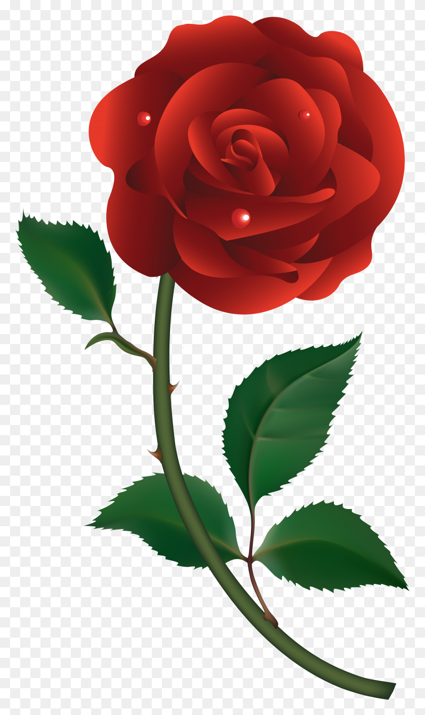 Detail Vector Rose Png Nomer 4