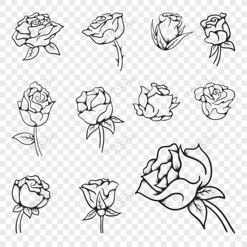 Detail Vector Rose Png Nomer 43