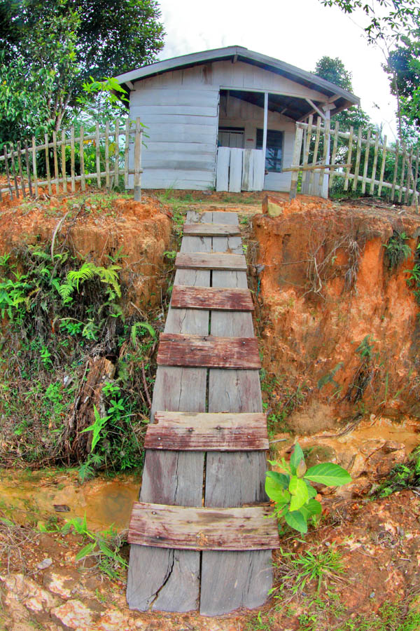 Detail Rumah Di Tengah Hutan Belantara Nomer 25