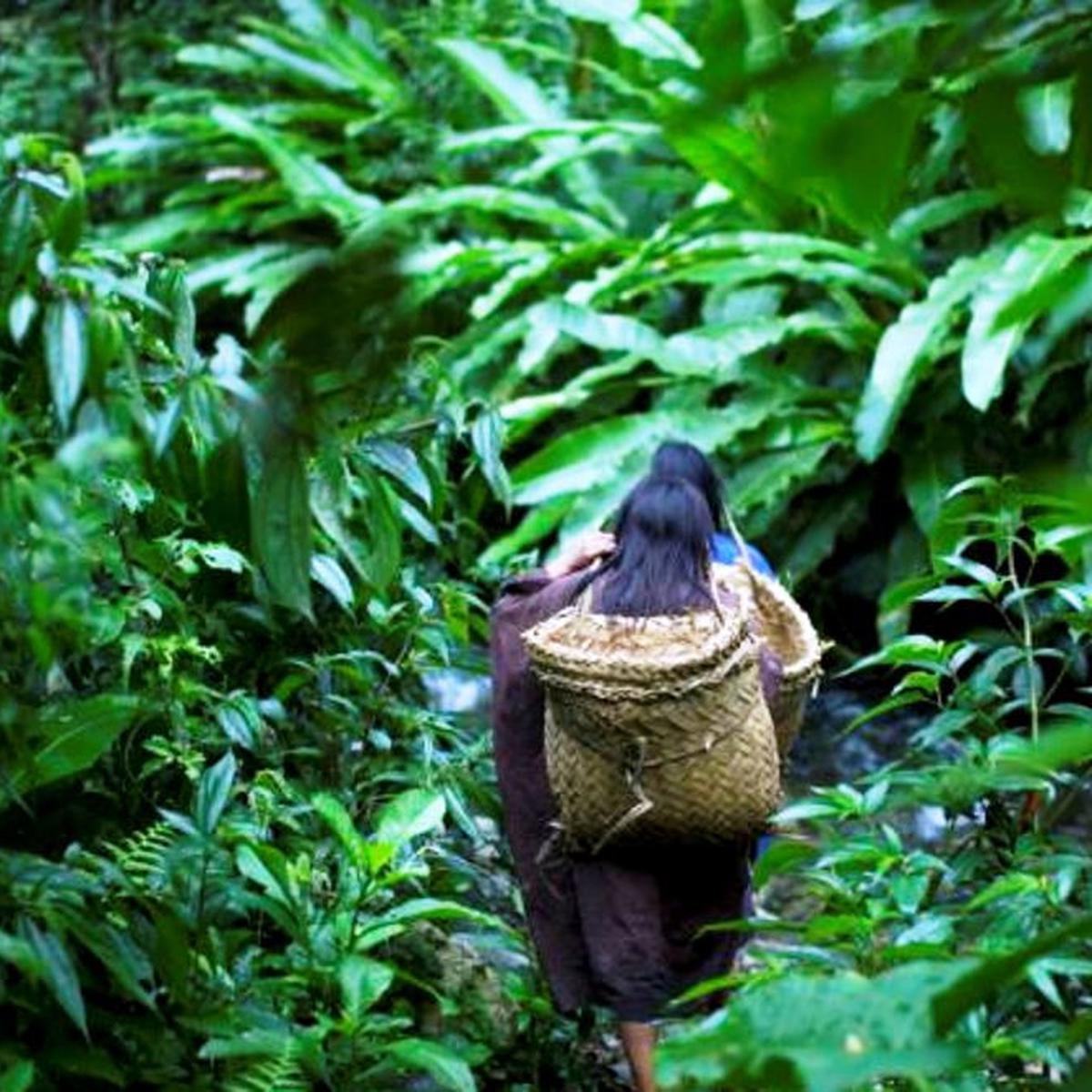 Detail Rumah Di Tengah Hutan Belantara Nomer 30