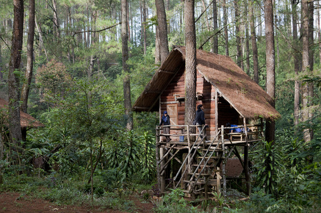 Detail Rumah Ditengah Hutan Nomer 16