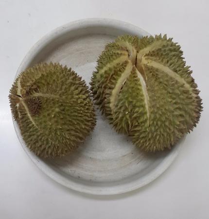 Detail Rumah Durian Harum Nomer 3