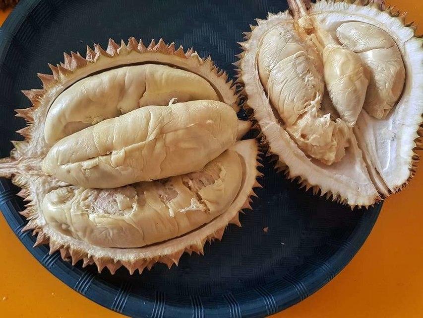 Detail Rumah Durian Harum Nomer 25