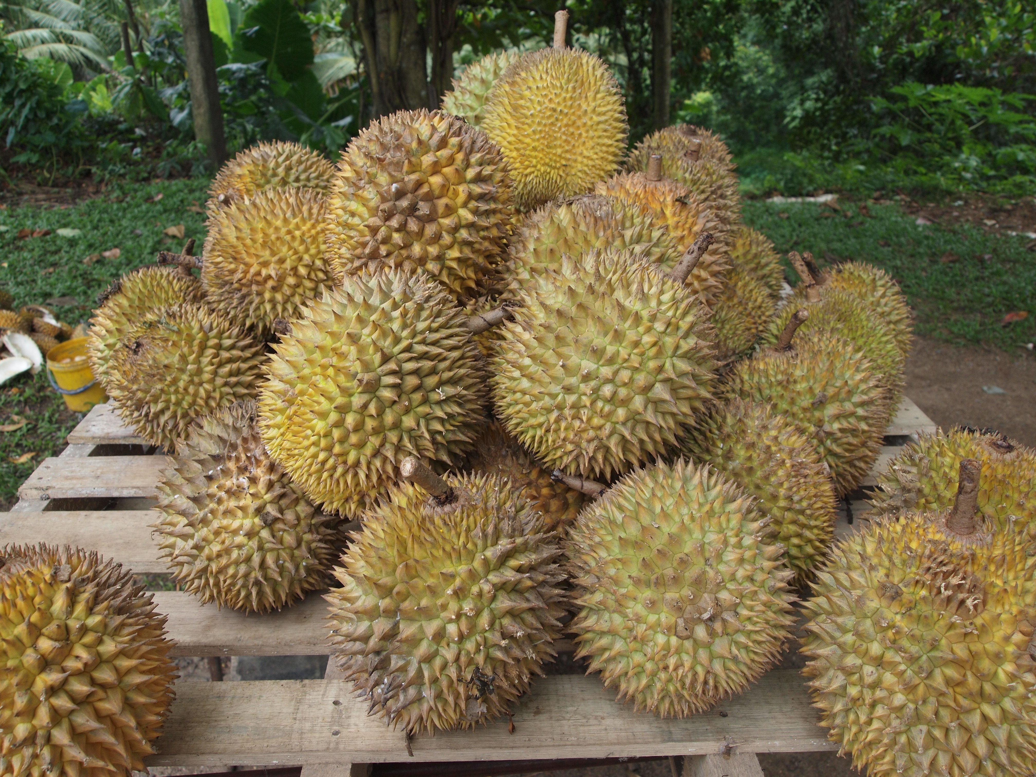 Detail Rumah Durian Harum Nomer 49
