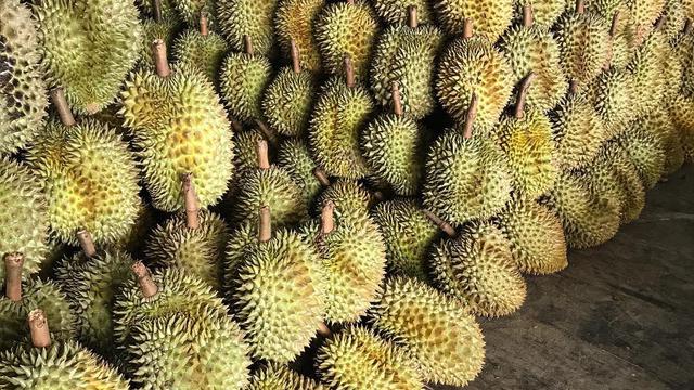 Detail Rumah Durian Terdekat Nomer 19