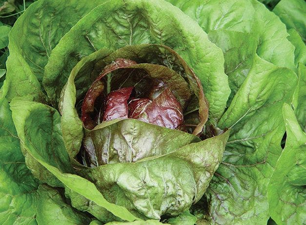 Detail Vegetable Image Nomer 40
