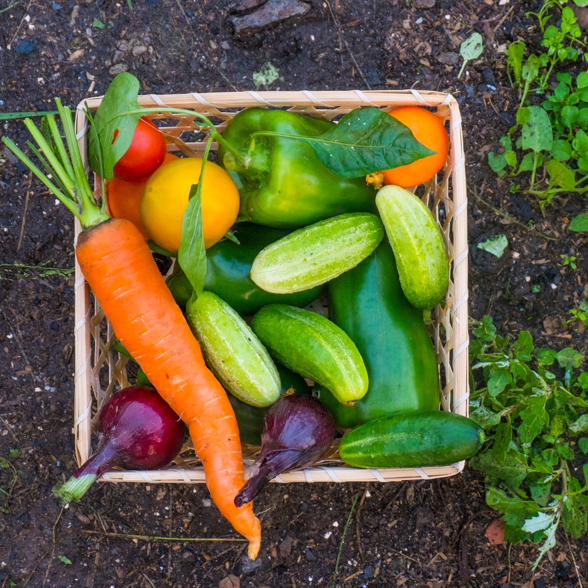 Detail Vegetable Image Nomer 41