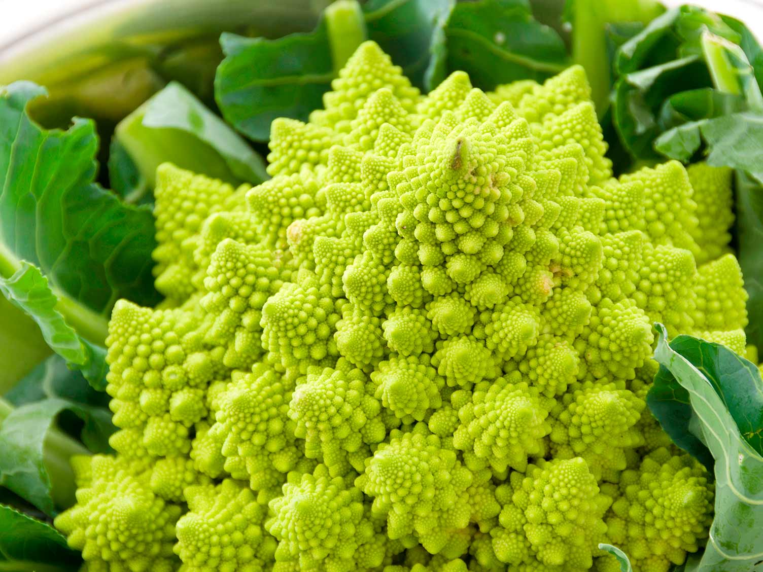 Detail Vegetable Image Nomer 42