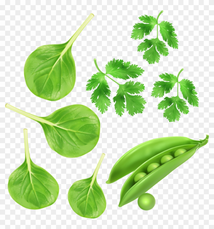 Detail Vegetables Vector Png Nomer 46