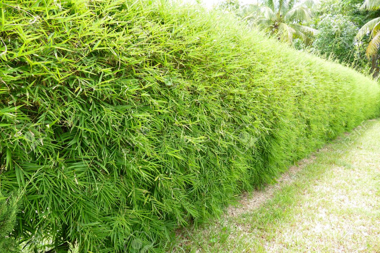 Detail Vertical Garden Dari Bambu Nomer 38