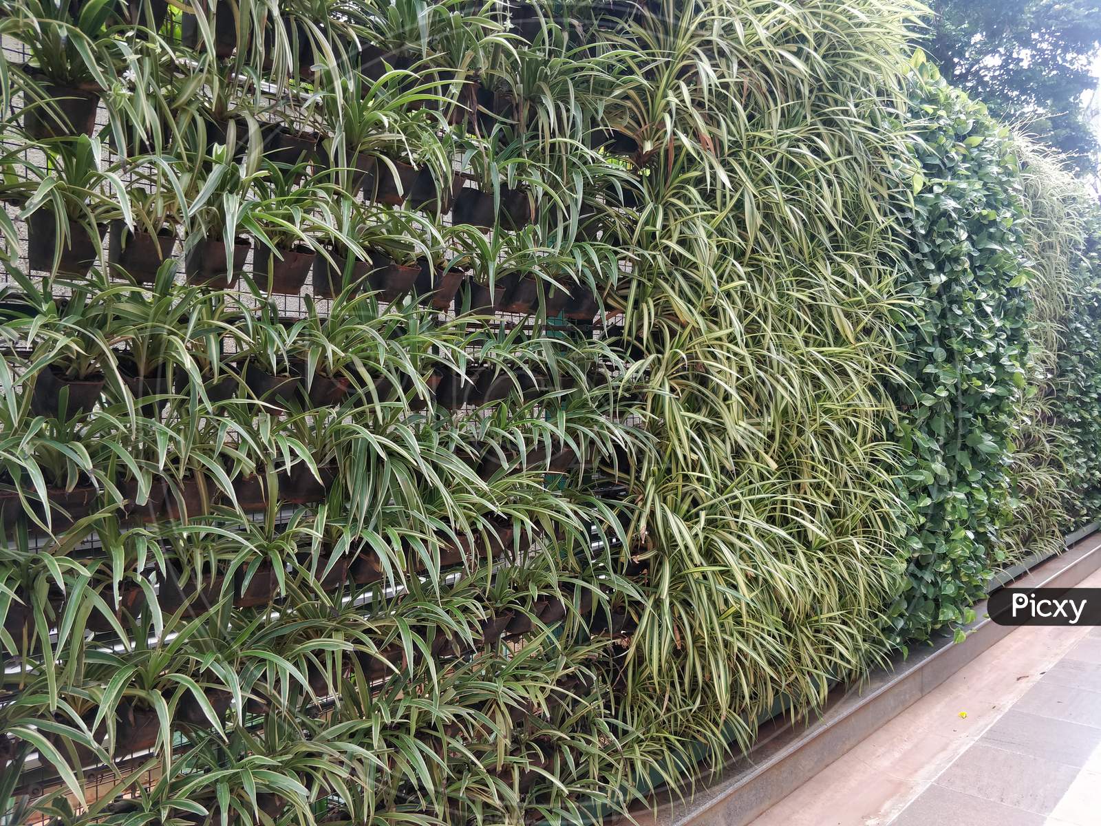 Detail Vertical Garden Dari Bambu Nomer 53