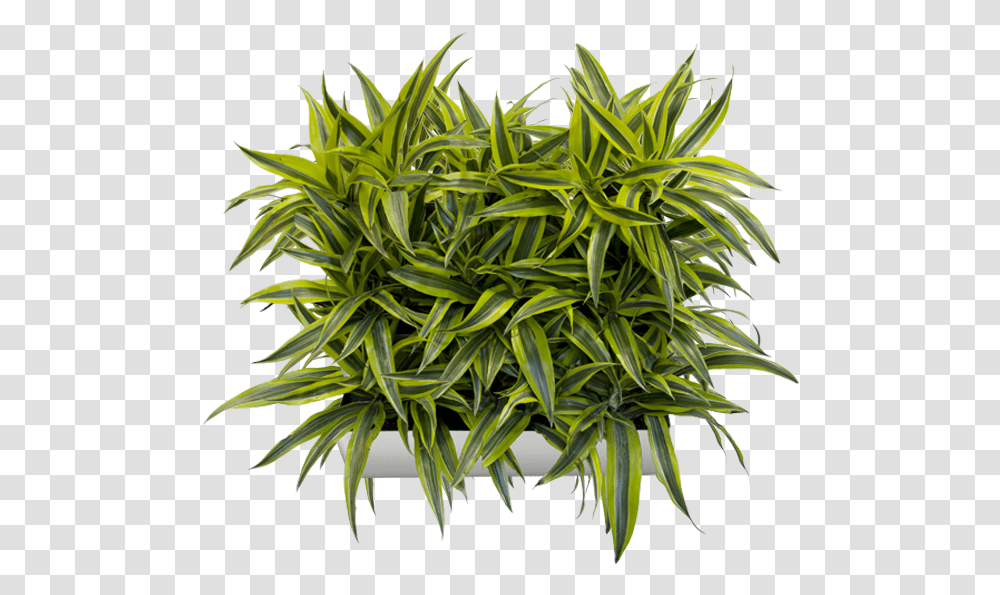 Detail Vertical Garden Png Nomer 30