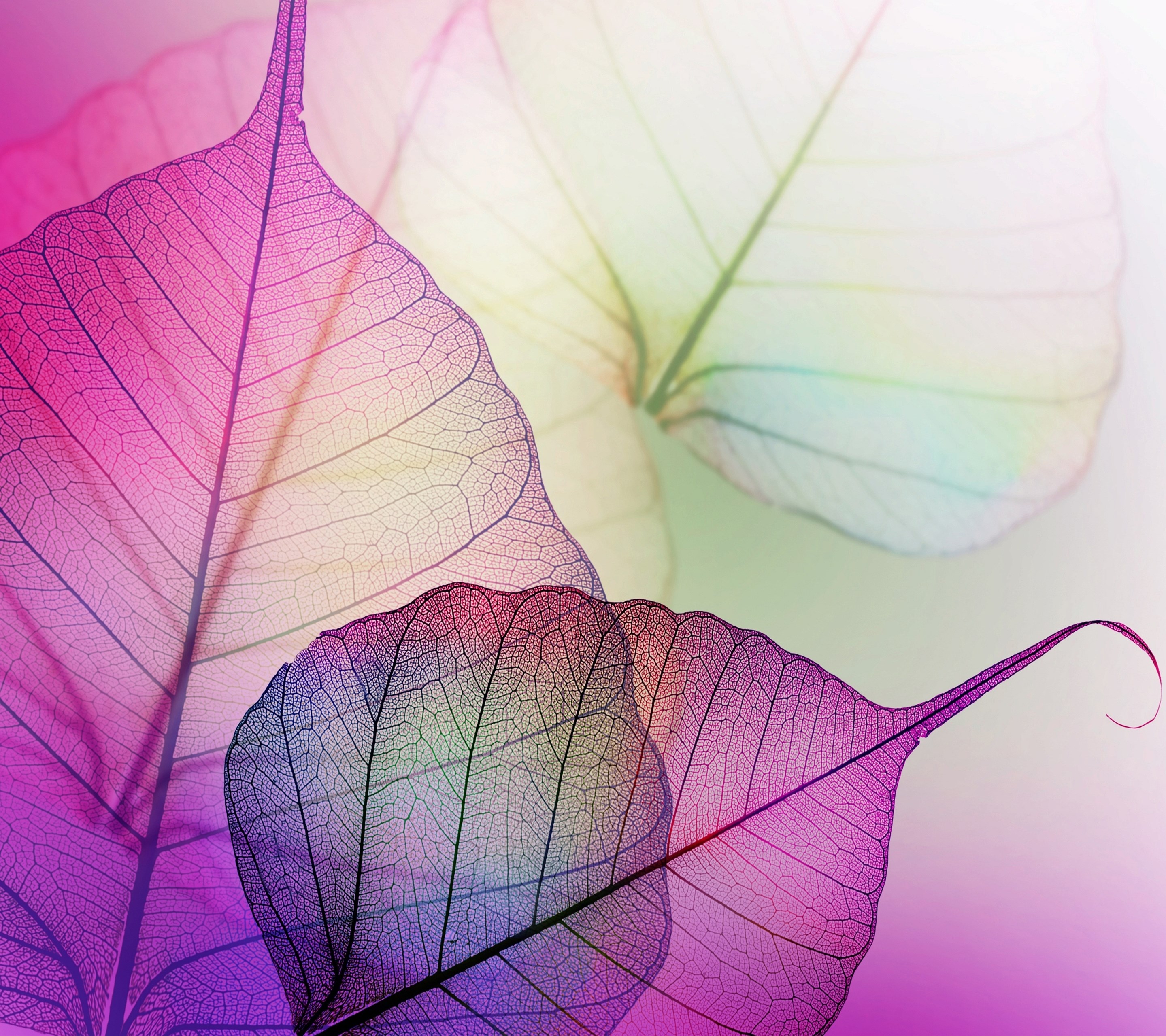 Detail Viber Background Nomer 42