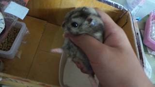 Detail Rumah Hamster Dari Kardus Nomer 12