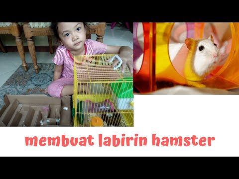 Detail Rumah Hamster Dari Kardus Nomer 15