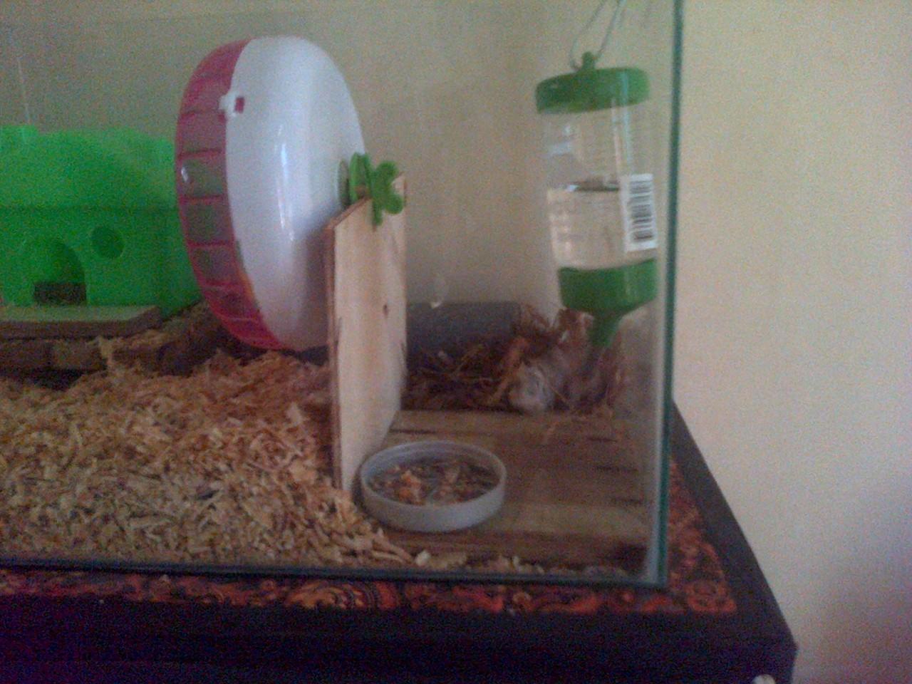 Detail Rumah Hamster Dari Kardus Nomer 45