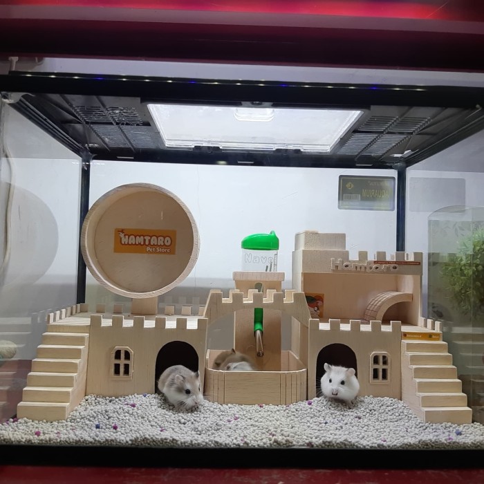 Detail Rumah Hamster Dari Kardus Nomer 7