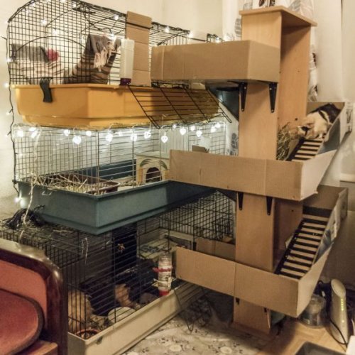 Detail Rumah Hamster Dari Kardus Nomer 9