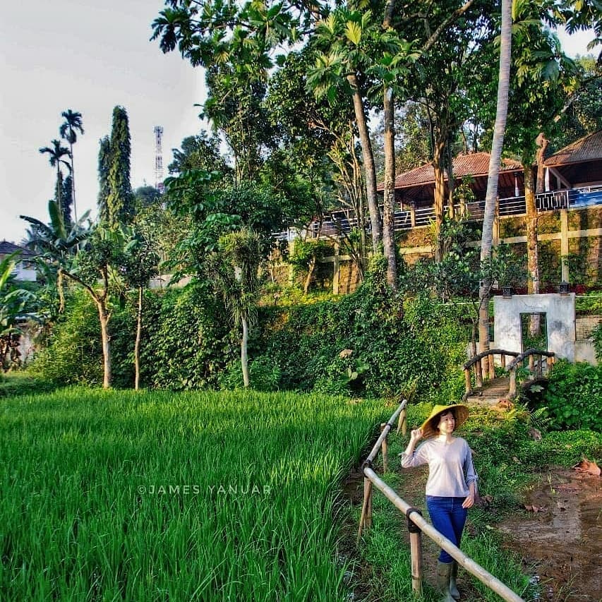 Detail Villa Rumah Murah Di Puncak Dibawah 500 Ribu Nomer 48