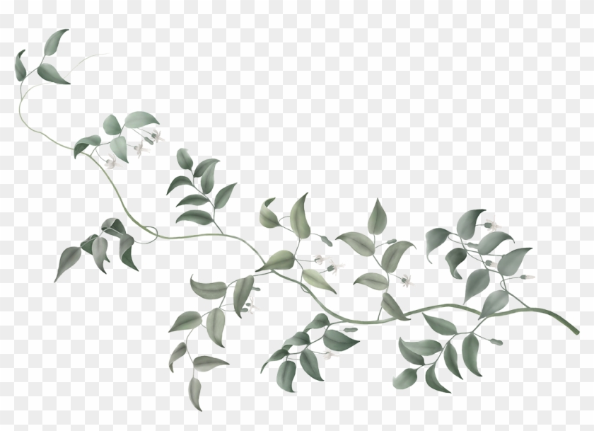 Detail Vine Clipart Transparent Background Nomer 19