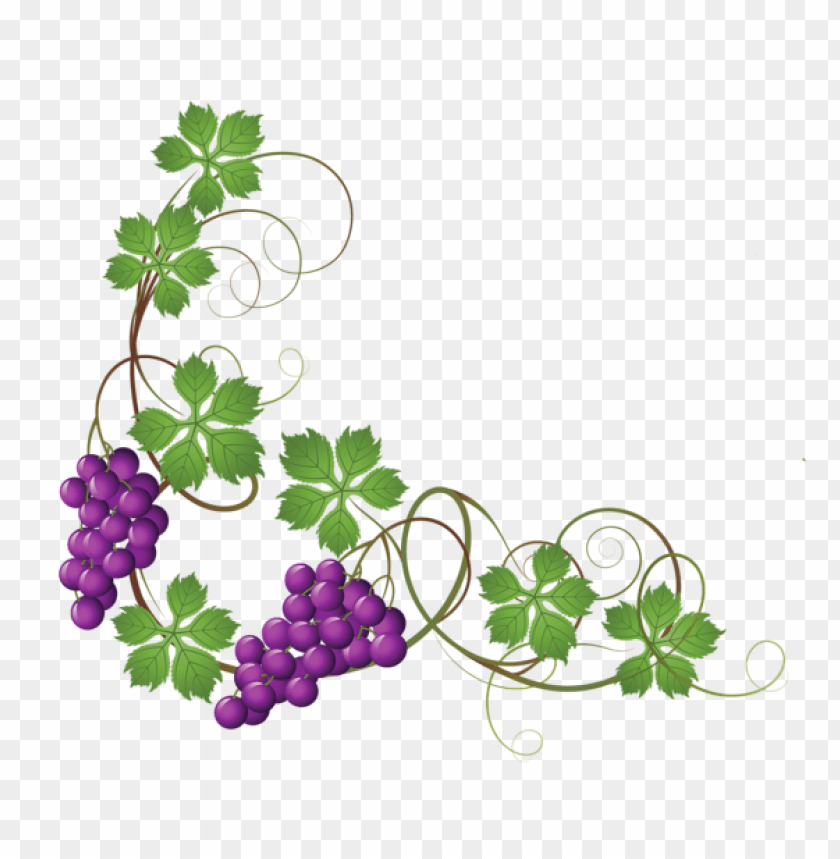 Detail Vine Clipart Transparent Background Nomer 23