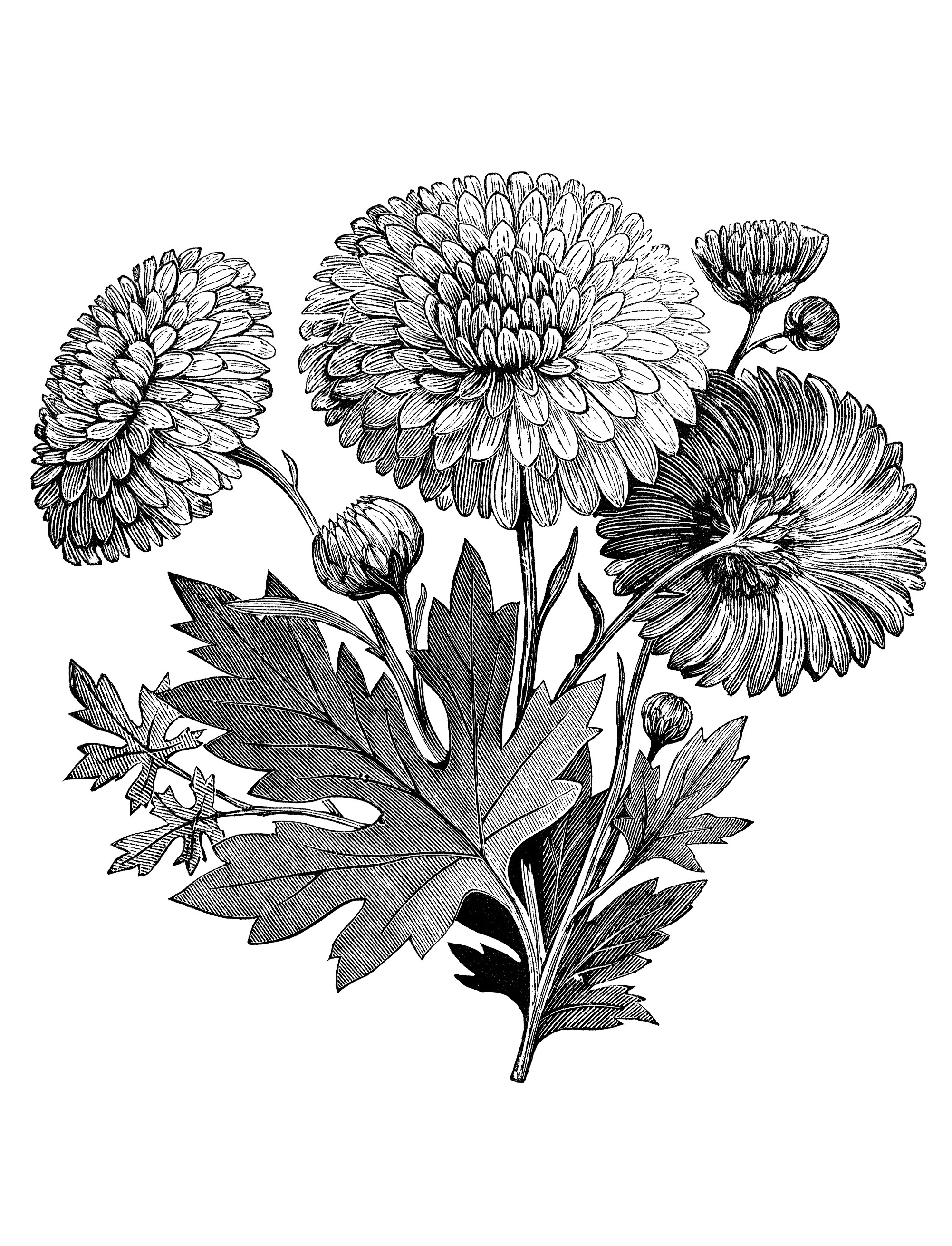 Detail Vintage Flower Black And White Nomer 35