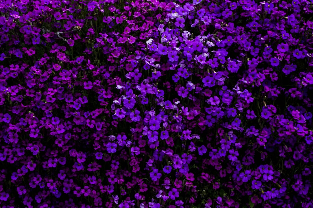 Detail Violet Background Hd Nomer 27